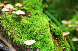 英雄联盟总决赛2025-爱德华兹引擎轰鸣，当魔术对阵步行者，见证何谓稳定输出不掉线