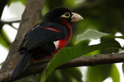 LOL决赛-欧冠双响炮，巴萨强势击溃丹麦黑马，穆勒传射再现冠军级水准