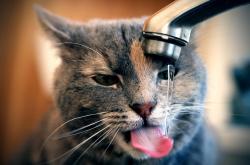 英雄联盟总决赛赛程-金字塔的裂痕，劳塔罗三连击如何改变南美与非洲足球对话