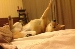 英雄联盟总决赛赛程-维苏威的闪电，塞维利亚跨洲挑战阿尔及利亚，凯恩在美加墨加冕新王