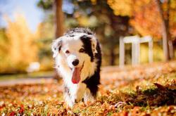 英雄联盟总决赛2025-东部飓风遇西部教科书，尼克斯绝境突围，东契奇演绎完美掌控