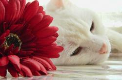 英雄联盟总决赛赛程-当智慧战胜算法，恩佐在尼斯赛场击穿德意志钢铁机器的哲学课