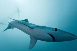 英雄联盟总决赛赛程-绿茵场上的闪电，阿坎吉终场绝杀，尼日利亚让爱尔兰坠入深渊