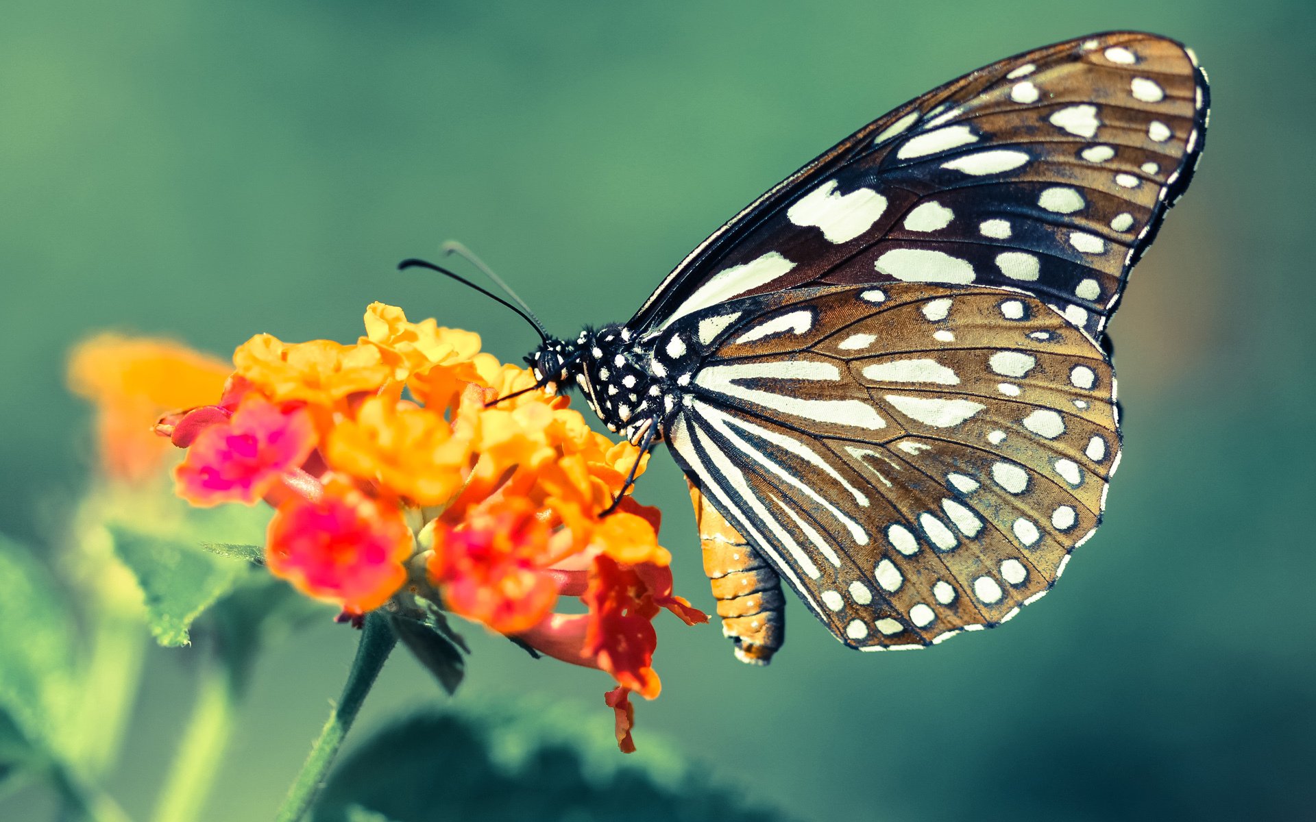 历史对决,步行者与鹈鹕的篮球激战与东契奇的自我救赎之路