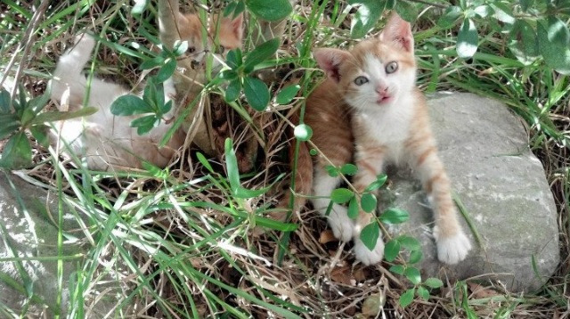 当东方鹏城扣碎西方神话,布伦森孤星闪耀下的跨界征服