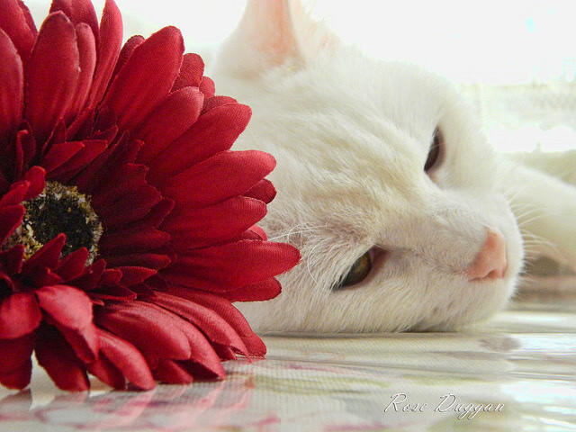 解码巴尔韦德，大场面先生的战术密码与巴萨的沙特压制术