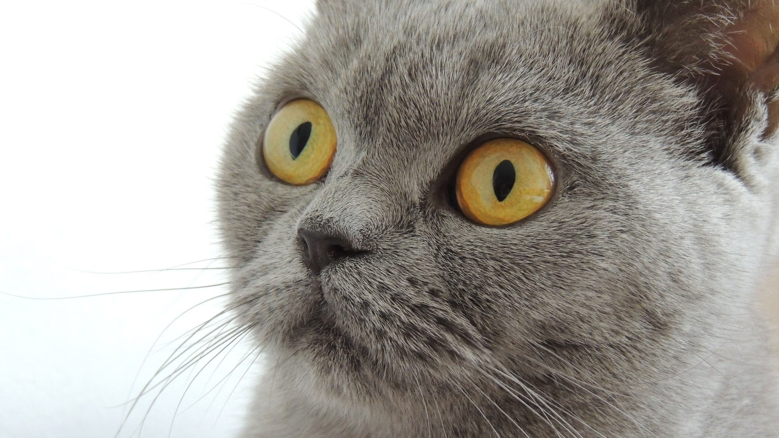 绿茵与硬木的交响，欧冠淘汰赛焦点战与鹈鹕鏖战公牛的体育精神共鸣