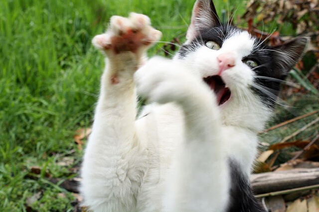 双重战场的统治力，从英超焦点战到火箭强压开拓者看制胜法则