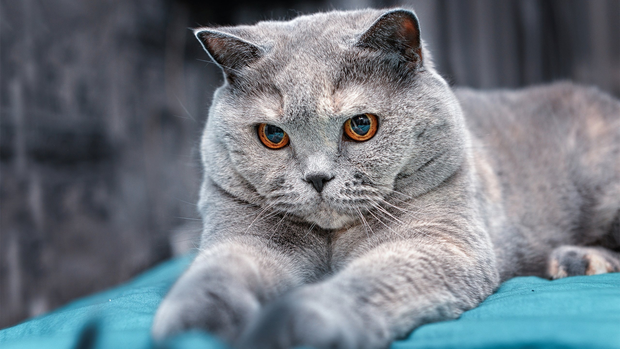 双重战场的统治力，从伯纳乌到斯台普斯，看何为真正的压制