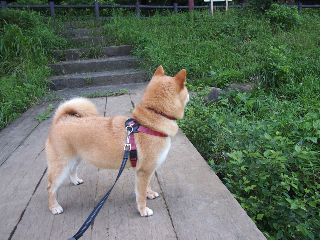 篮球平行宇宙,当深圳队的终极锁链锁死凤凰城太阳