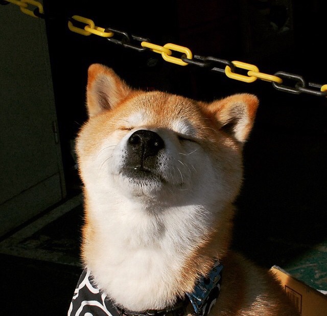 篮网速胜国王迎连胜,塔图姆狂暴数据证身价—NBA今日双星闪耀