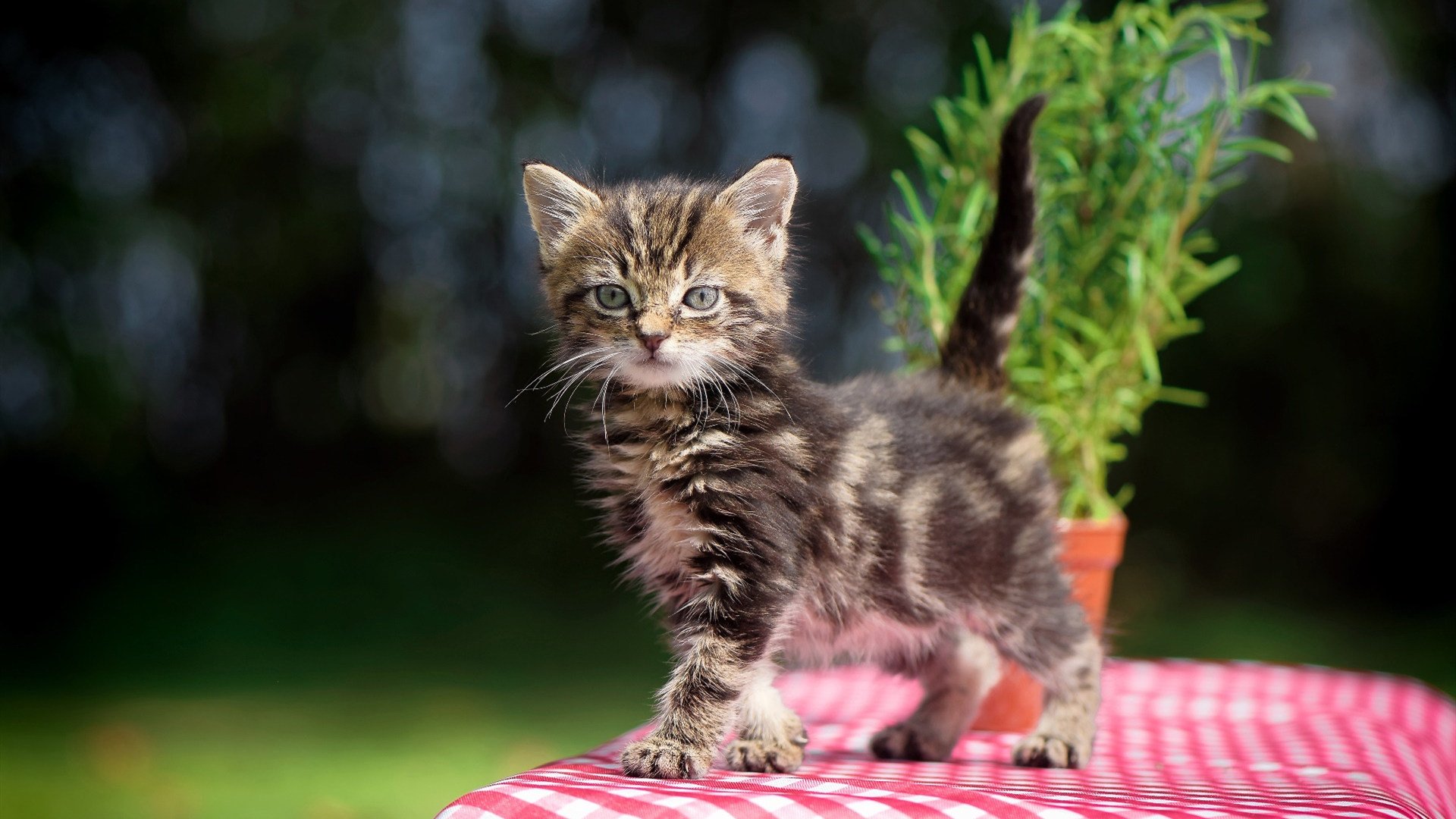 沉默的双重奏,当卡塞米罗在年度焦点之战中成为唯一的答案