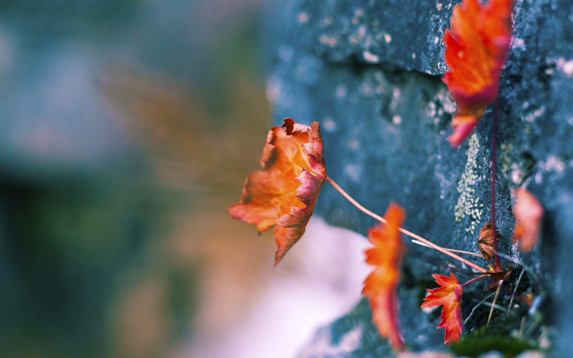 澳大利亚的袋鼠防线,拉齐奥在墨尔本的窒息战与那不勒斯的幽灵