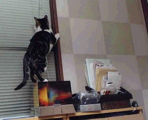 广厦狂胜如F1超车,小贾伦赛道统治启示录