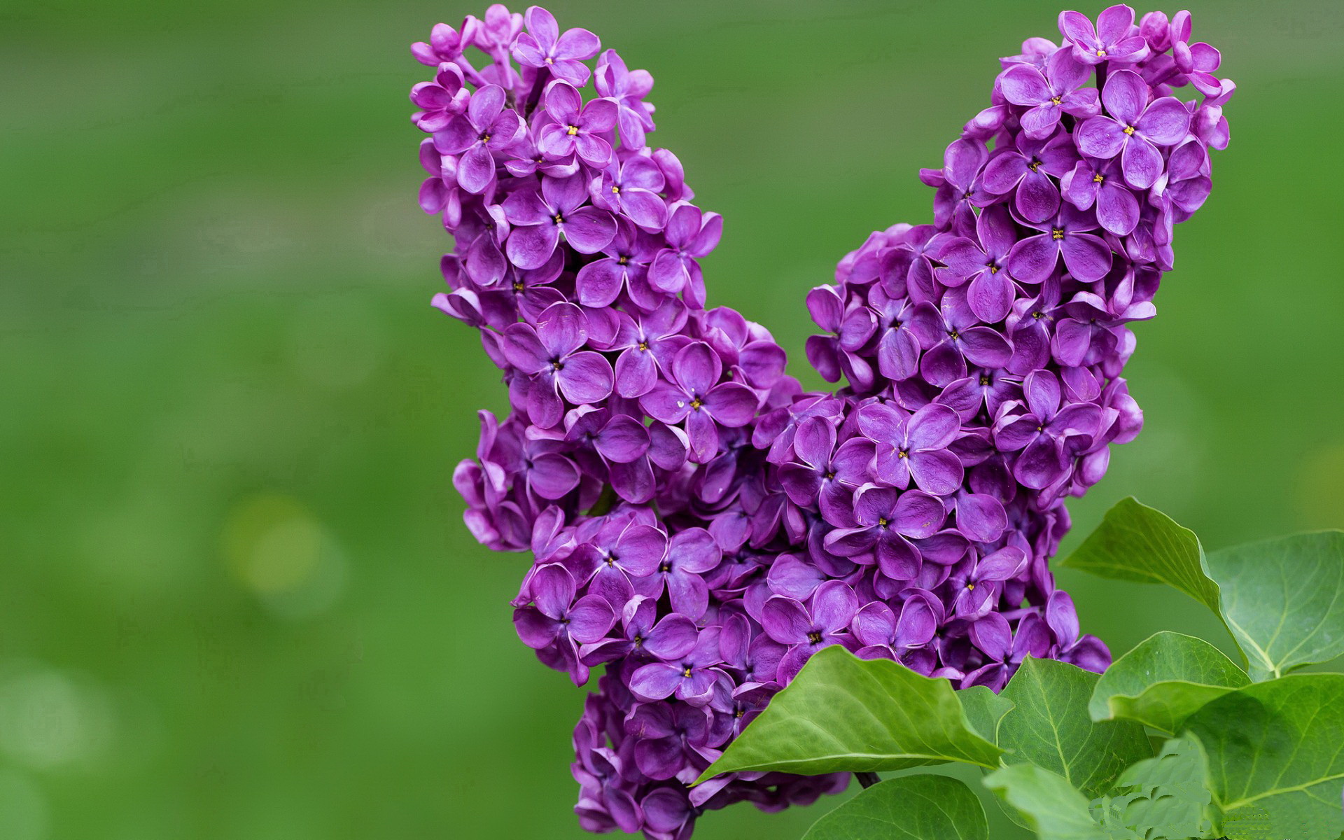 利拉德0.8秒绝杀定乾坤,掘金终结尼克斯六连胜