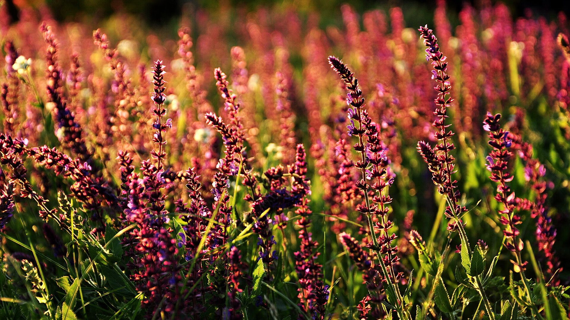 绿茵无国界,当韩国风暴席卷安哥拉,蒂亚戈的火焰为何照亮所有人