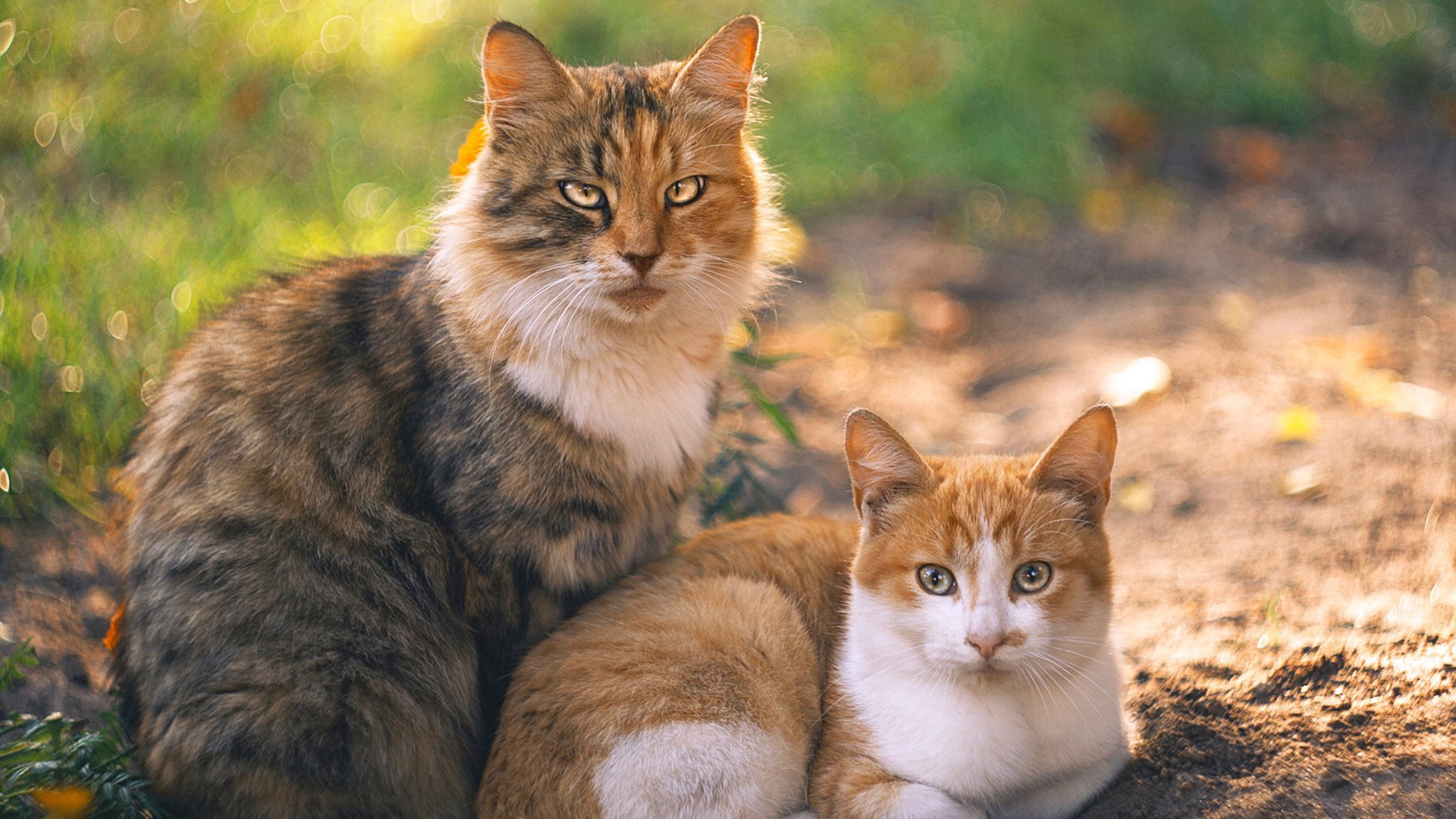 无声处听惊雷,戈麦斯于总决赛之夜改写历史