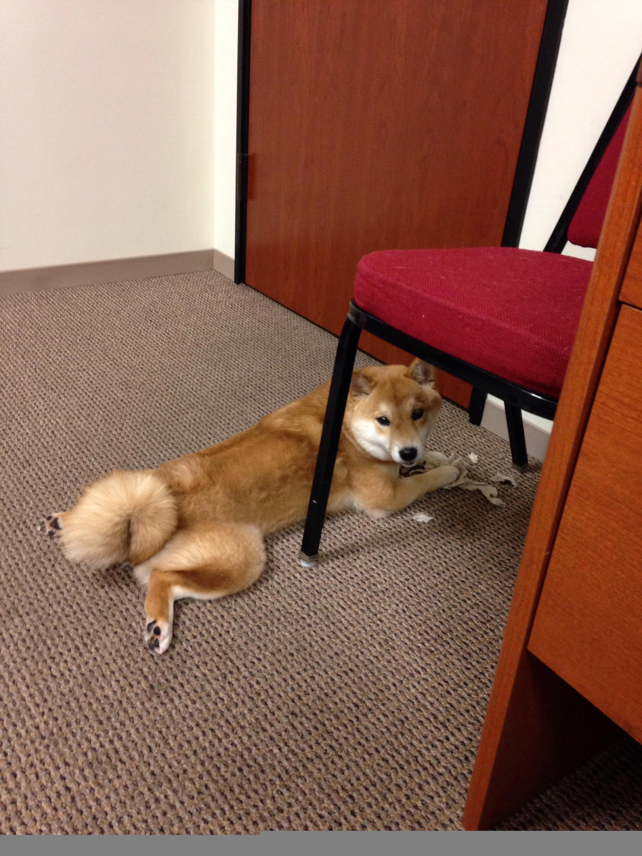 鹈鹕击溃勇士？库里用晚安手势为金州留下悬念