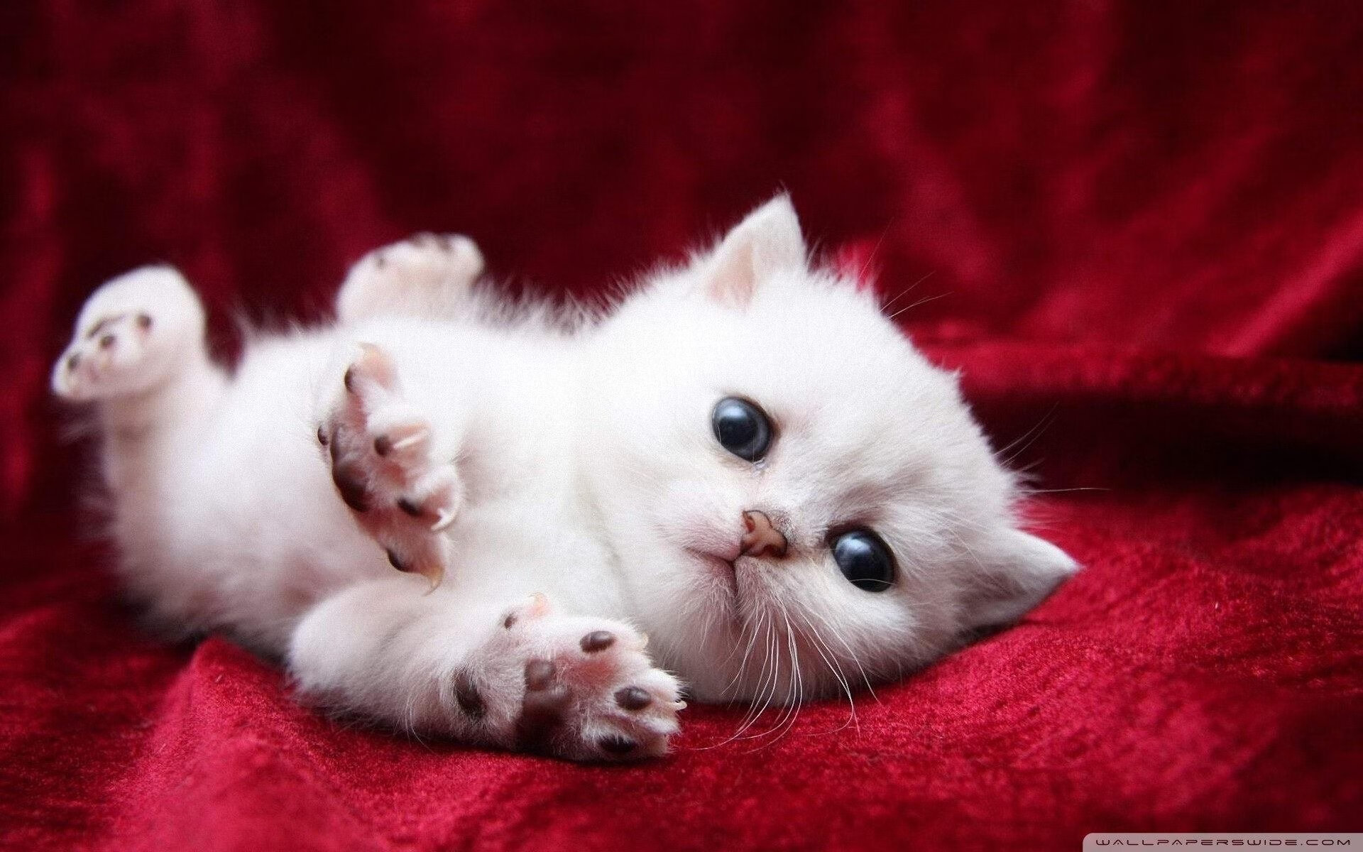 球门前的忏悔录，一次射门，与飞往拉巴特的航班