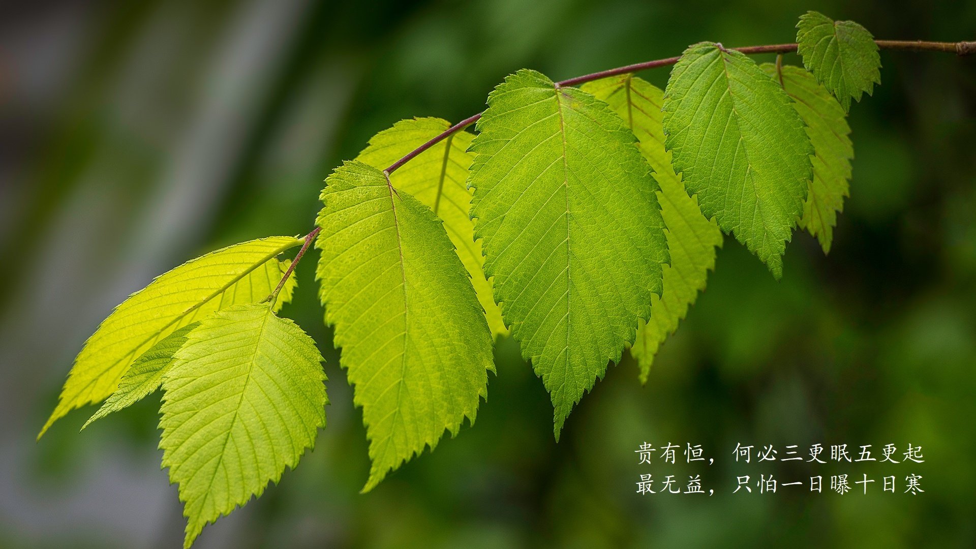 黑马之姿惊艳世界,佩德里导演经典,伊拉克绝杀斯洛伐克,2026世界杯D组强强对话改写格局